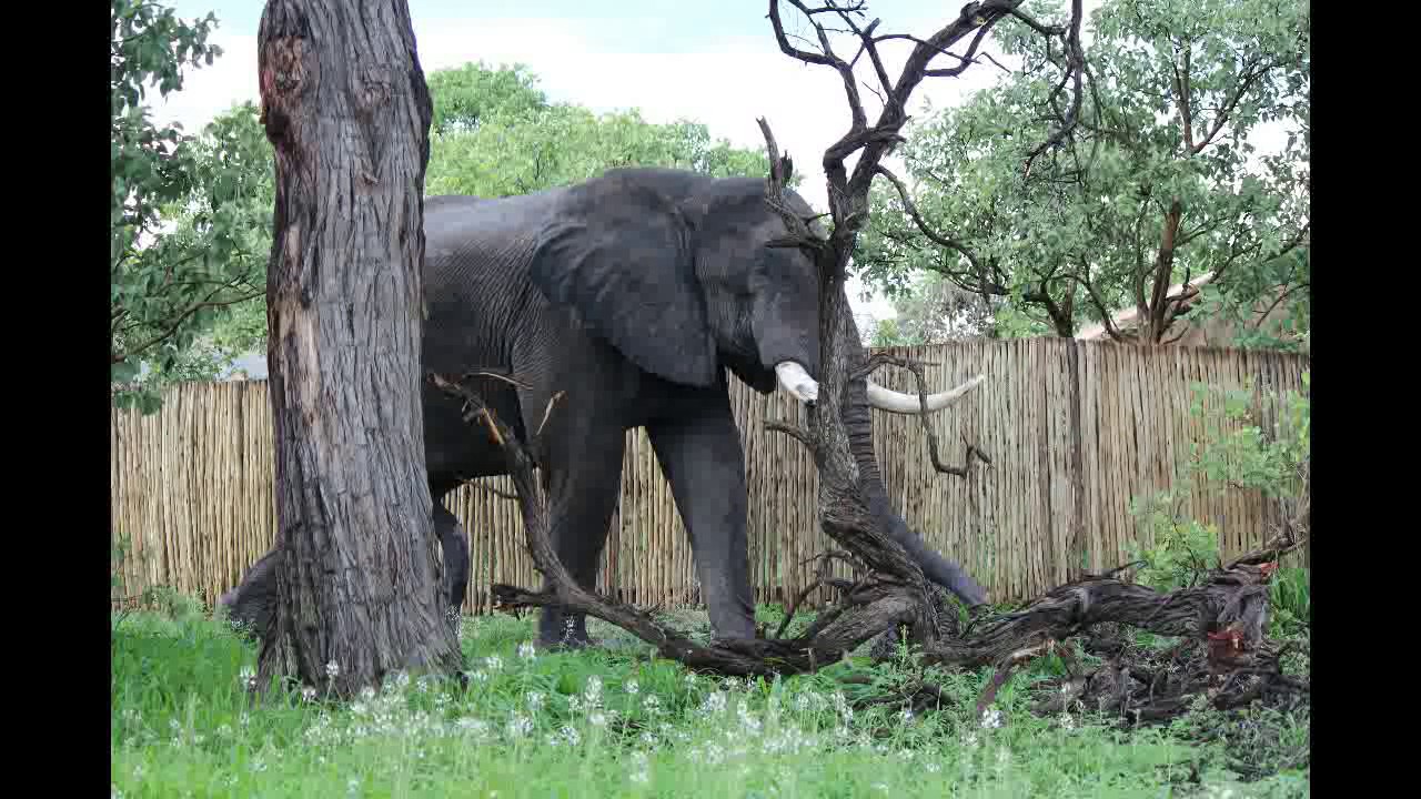 Africa Trip 2017  - South Africa, Namibia, Botswana, Zimbabwe and Zambia