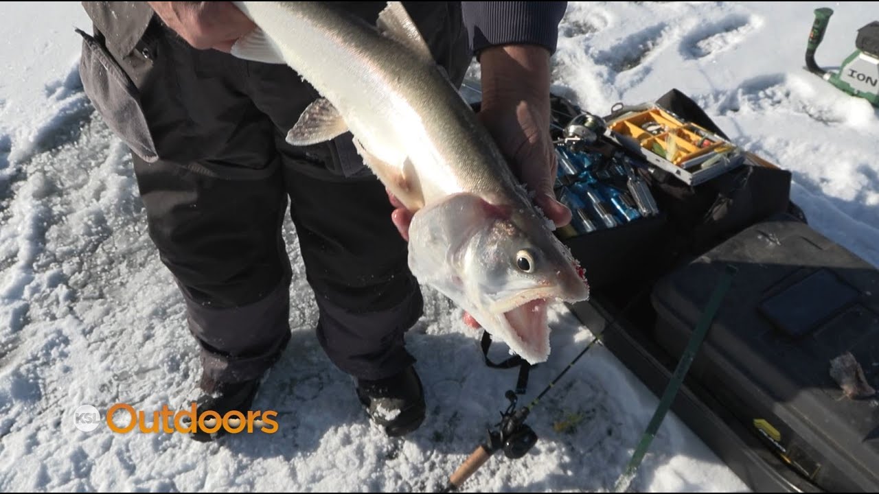 Fishing Tourney Tagging at Flaming Gorge for Mack Attack and Burbot Bash