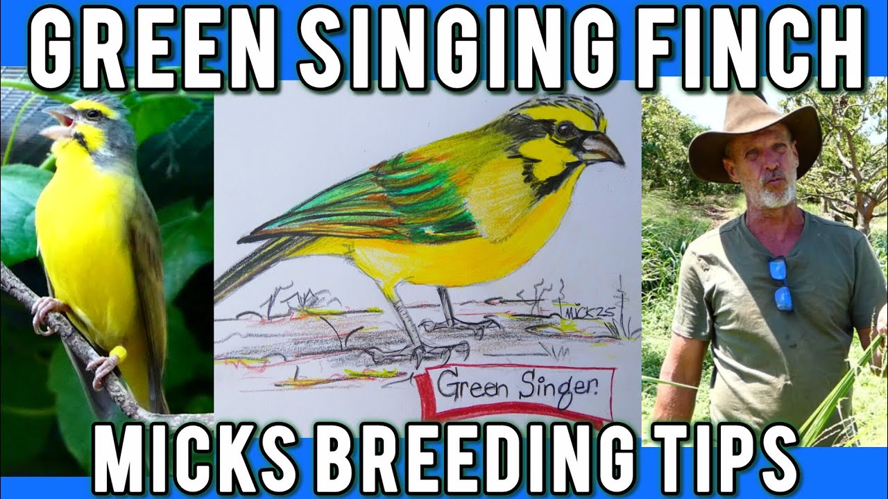 Breeding Green Singing Finches: Expert tips from Mick.