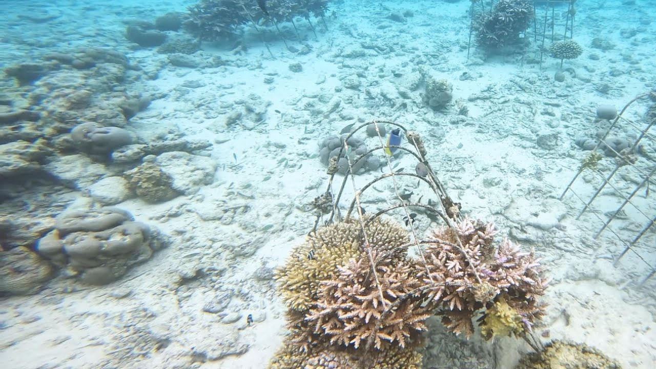 Adaaran Select Meedhupparu, Maldives -  Snorkelling around the Coral Garden
