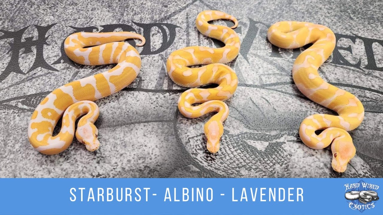 Starburst Leopard Enchi Lavender Albino