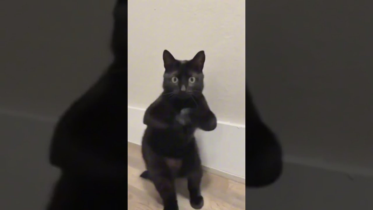 Cuando a mi gato le encanta la m&uacute;sica | PARTE 2 😎