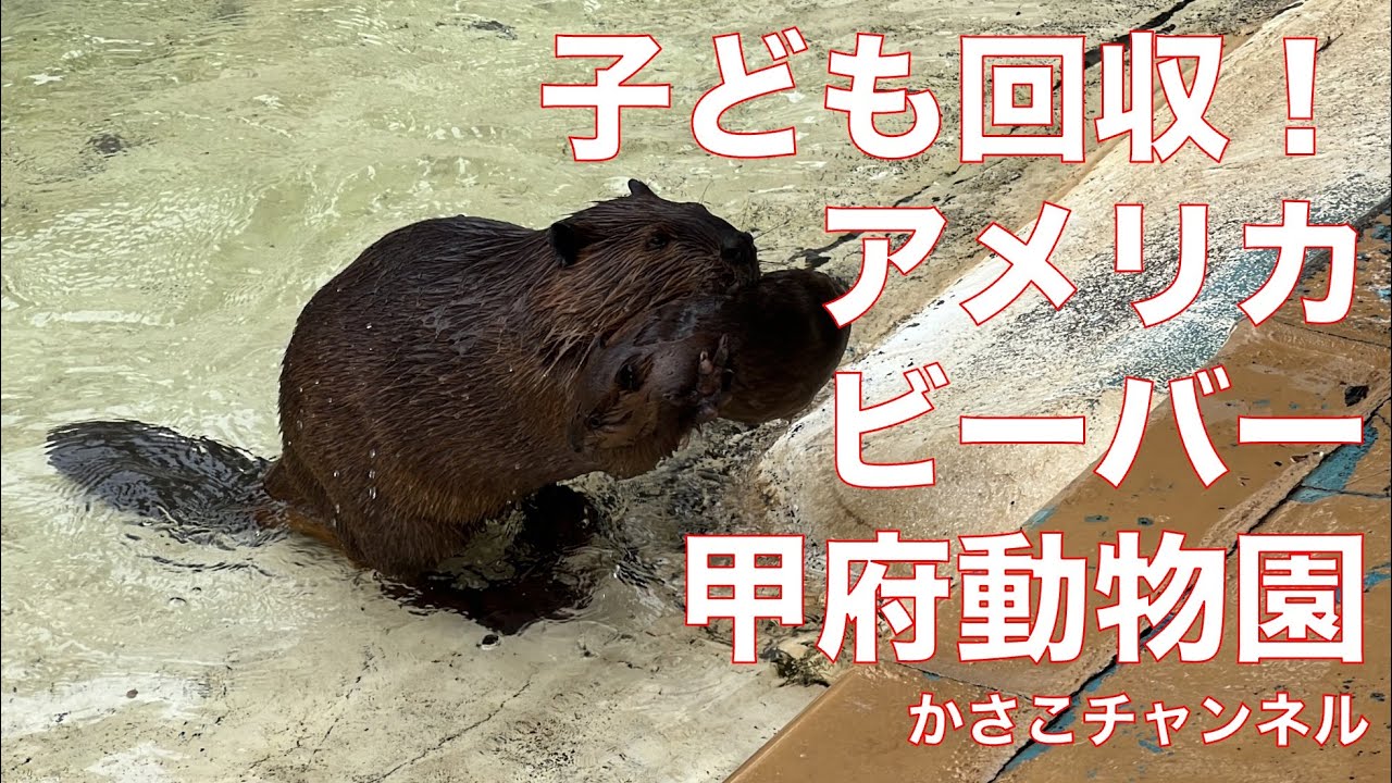 甲府動物園のアメリカビーバーが泳ぐ赤ちゃんビーバーを回収！甲府市遊亀公園付属動物園