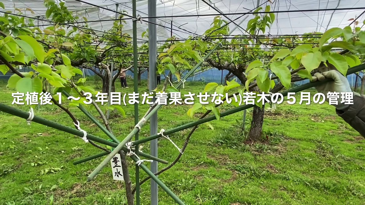 1〜3年目(まだ着果させない)若木の５月の管理　よくわかる！梨の作業シリーズ25