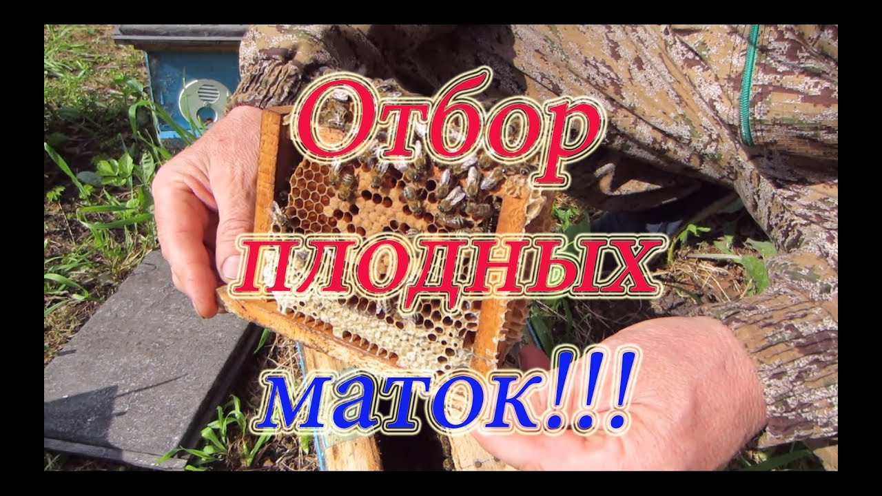 ОТБОР ПЛОДНЫХ МАТОК ИЗ НУКЛЕУСОВ, С ПОДСАДКОЙ НЕПЛОДНОЙ🔥🔥🔥