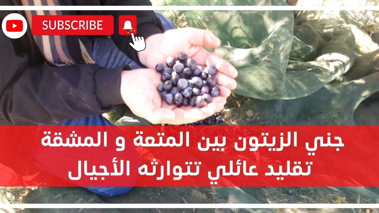 جني الزيتون بين المتعة والمشقة ، تقليد عائلي تتوارثه الأجيال..