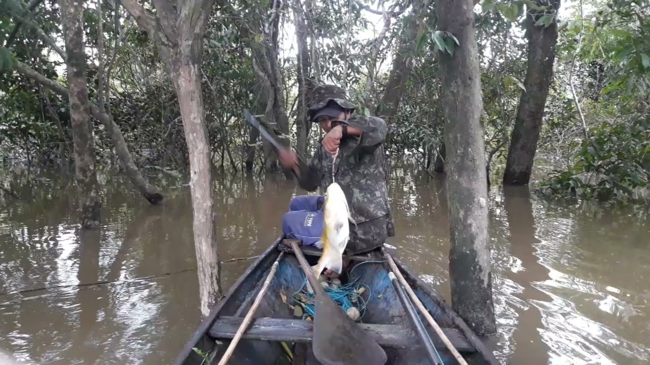Pescaria de Tambaqui com Vara e Gaponga