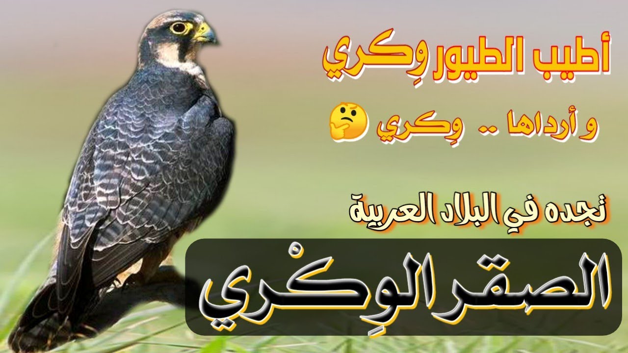 الصقر الوكري / ماهي البلاد العربية التي يستوطن بها ؟