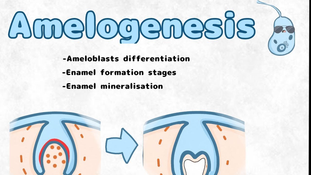 Amelogenesis  and ameloblast differentiation (histogenesis / embryology of the enamel)