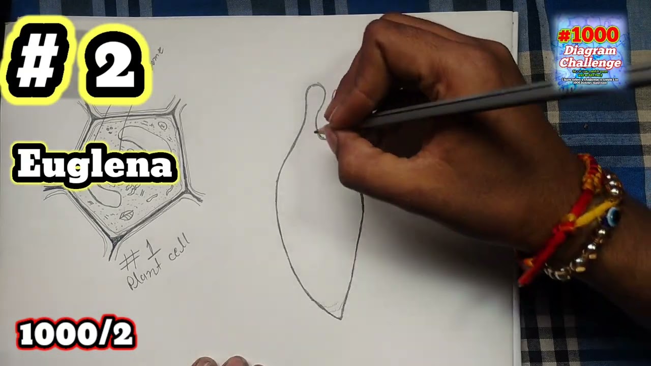 #1000_Diagram_Challenge how to draw euglena basic structure of euglena