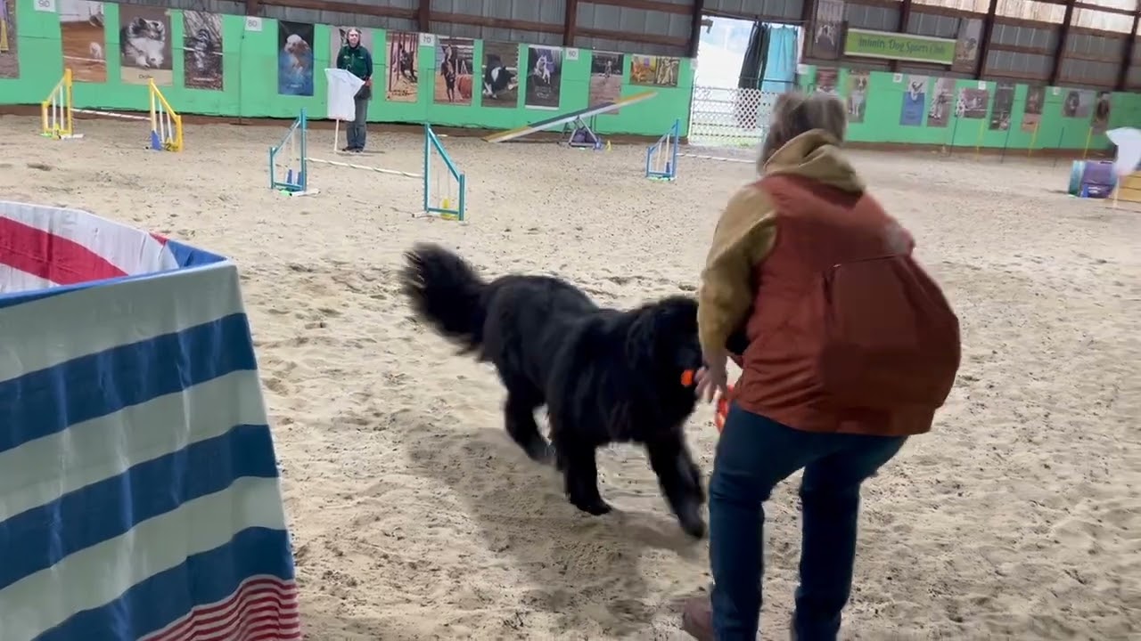 Babs Retrievolution Field Dog Core promo video