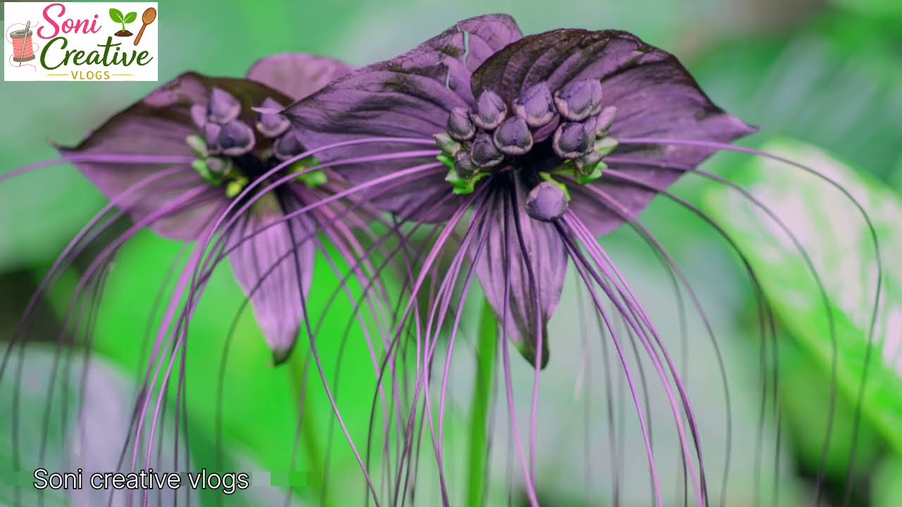 🌷Phoolon Ki Anokhi aur Mysterious Duniya |🌷 20 Rare & Unique Flowers That Will Blow Your Mind