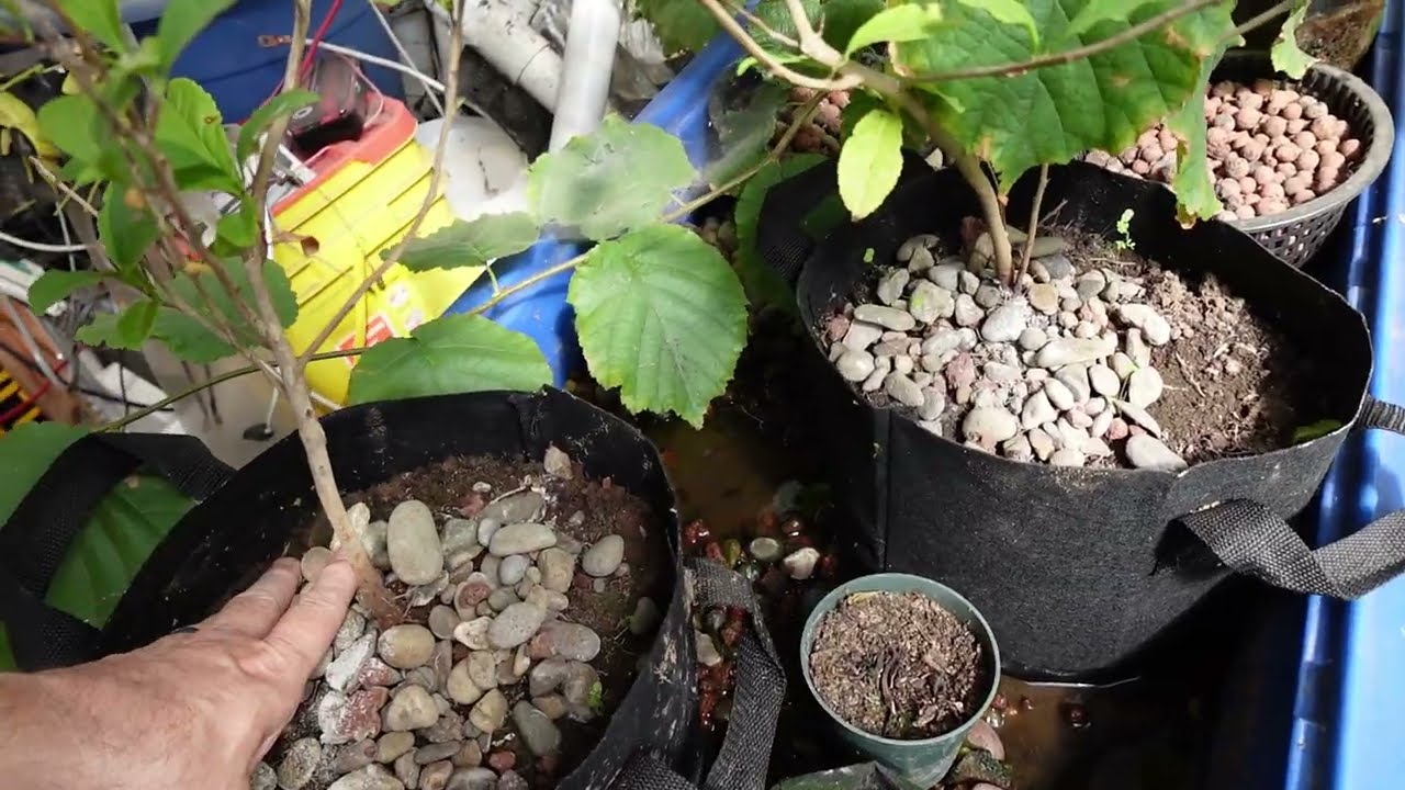 And the regular Aquaponics monthly update August 2025