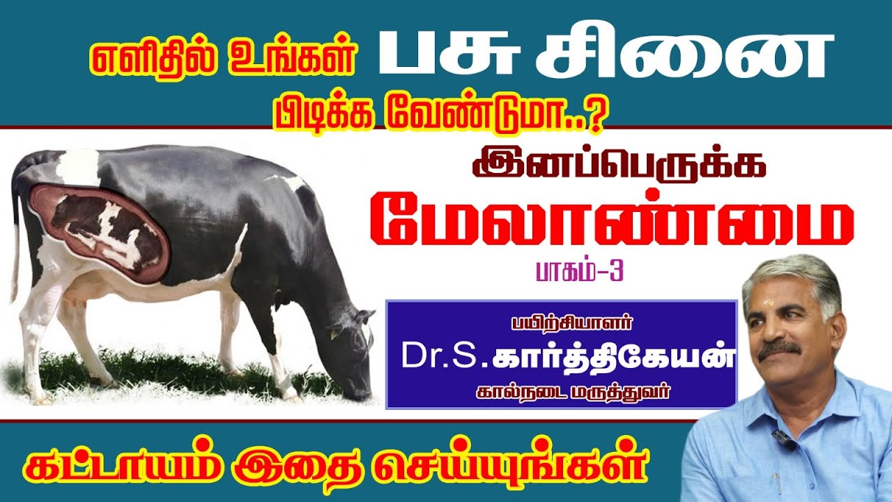 எளிதில் உங்கள் பசு சினை பிடிக்கவேண்டுமா | இனப்பெருக்கமேலாண்மை  | Reproductive Management |  aavin
