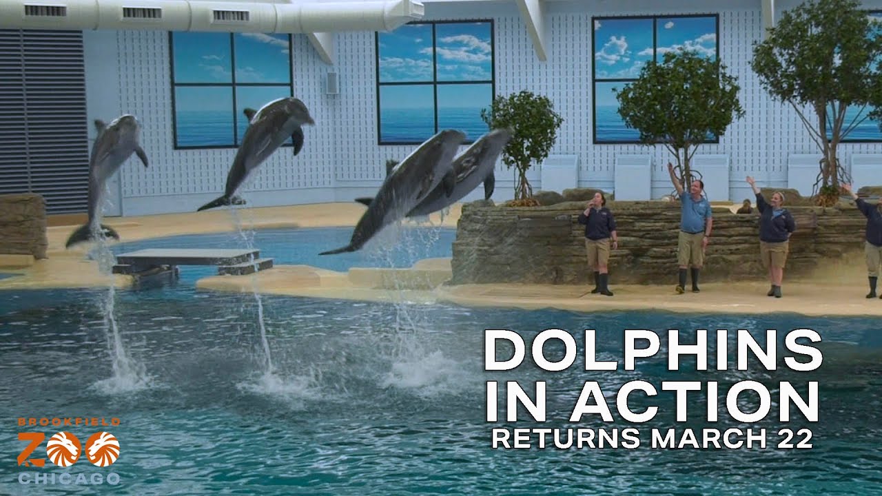 Dolphins in Action Returns March 22!