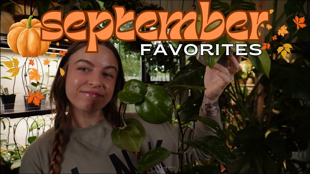 September plant favorites | Hoya, Anthurium, Philodendron & more!