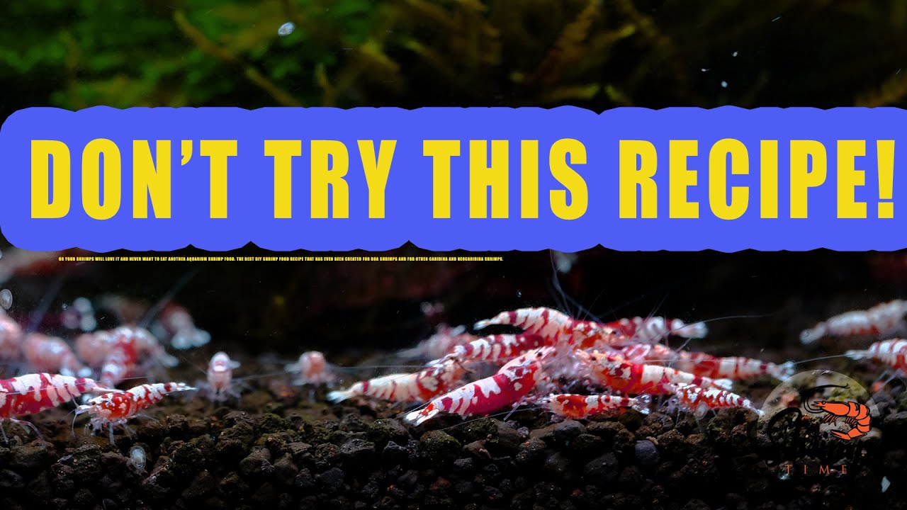 FEED THE TANK - DIY FOOD RECIPE NOT FOR SHRIMPS