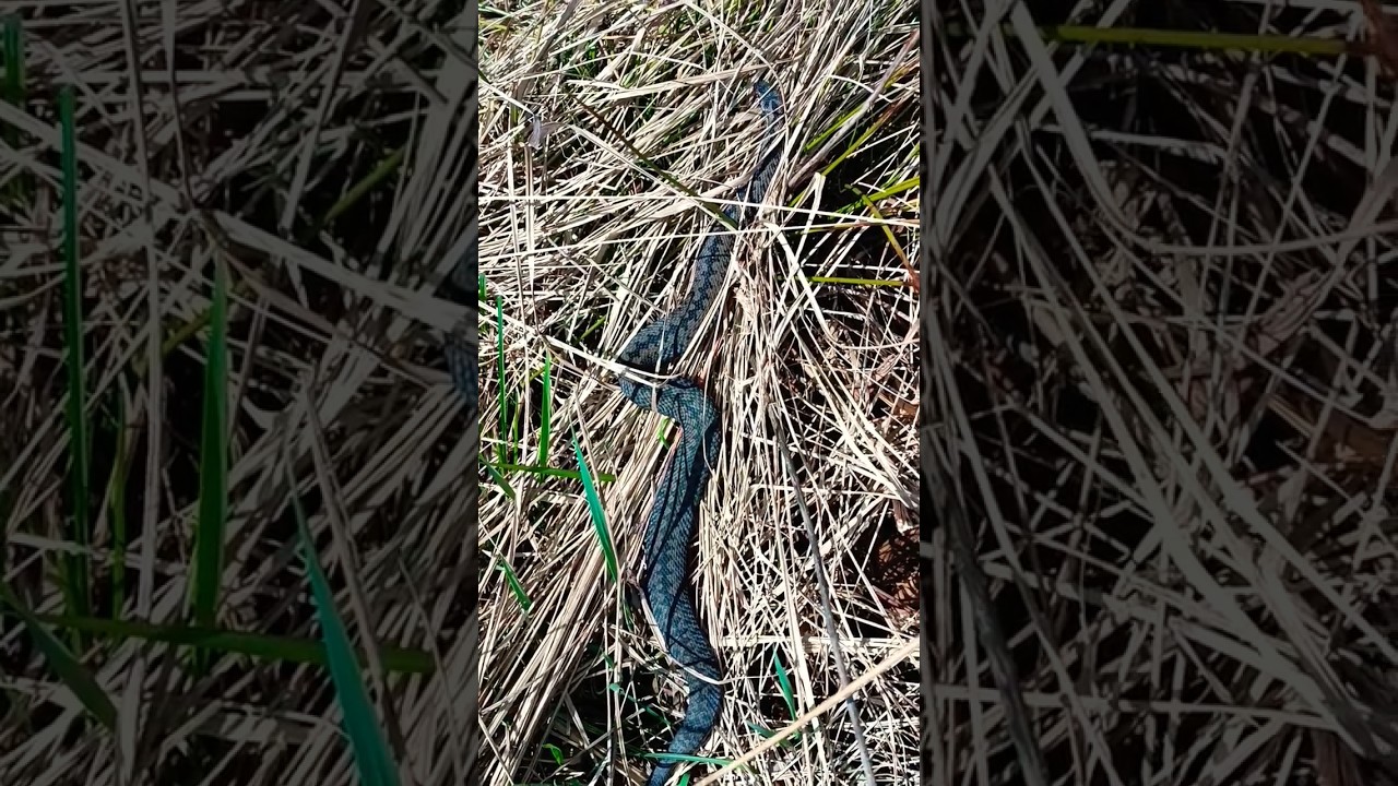 Żmija        #snake #shorts #yt #żmija #viper