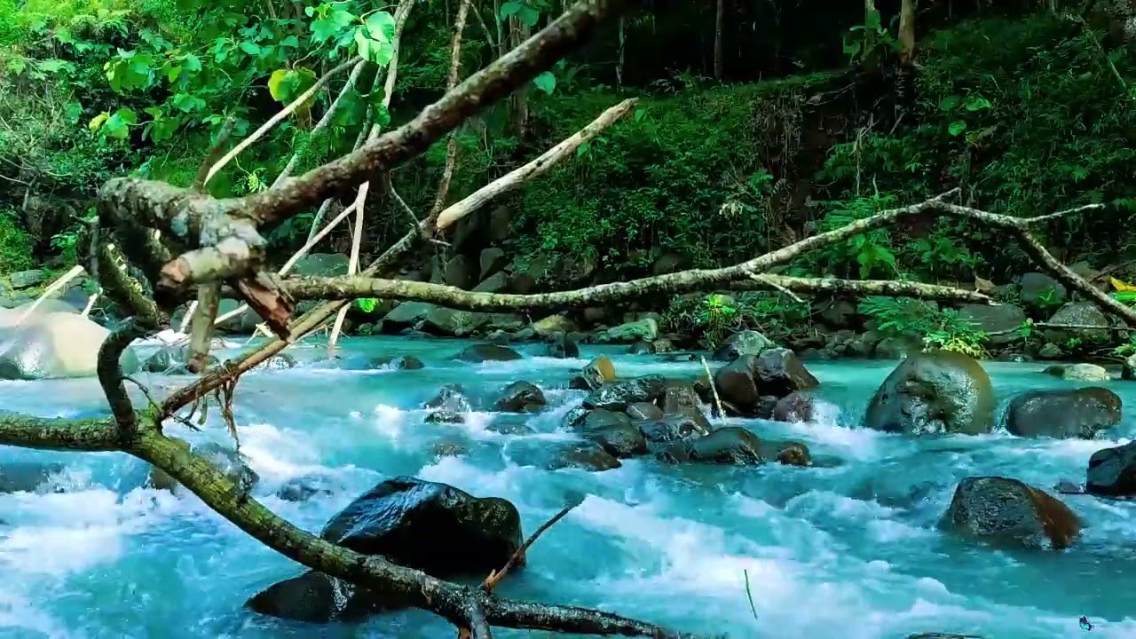 Tranquil River Sounds & Cozy Ambience for Relax and Stress Relief