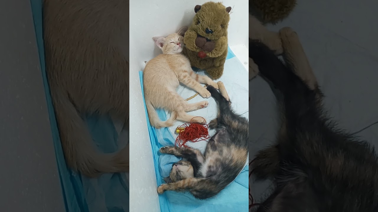 Cats & kittens are 805 & 704 & 687 & 639 & 563 & 448 & 410 & 310 & 180 & 159 & 77& 471&404&302&268