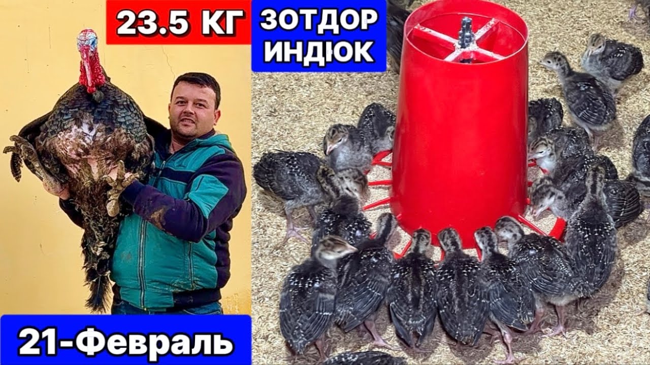 ЗОТДОР ИНДЮКЛАР СОТИЛАДИ  ЖЎЖАЛАРИ  Қўшкўпирда 21-февраля 2026 г.