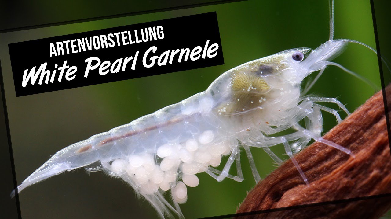 Die White Pearl Garnele - Artenvorstellung