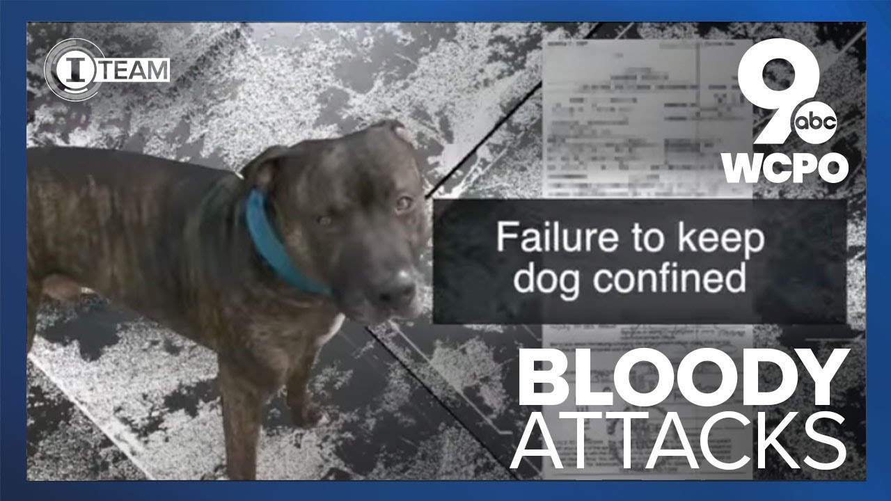 Owner charged 4 times in 14 months for loose dog accused of biting