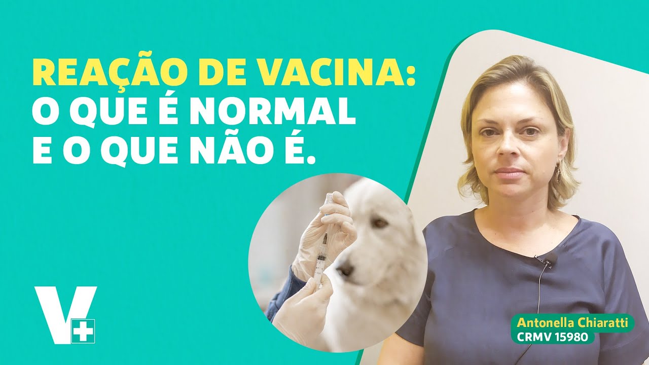 Meu cachorro tomou vacina e está diferente. O que pode ser?