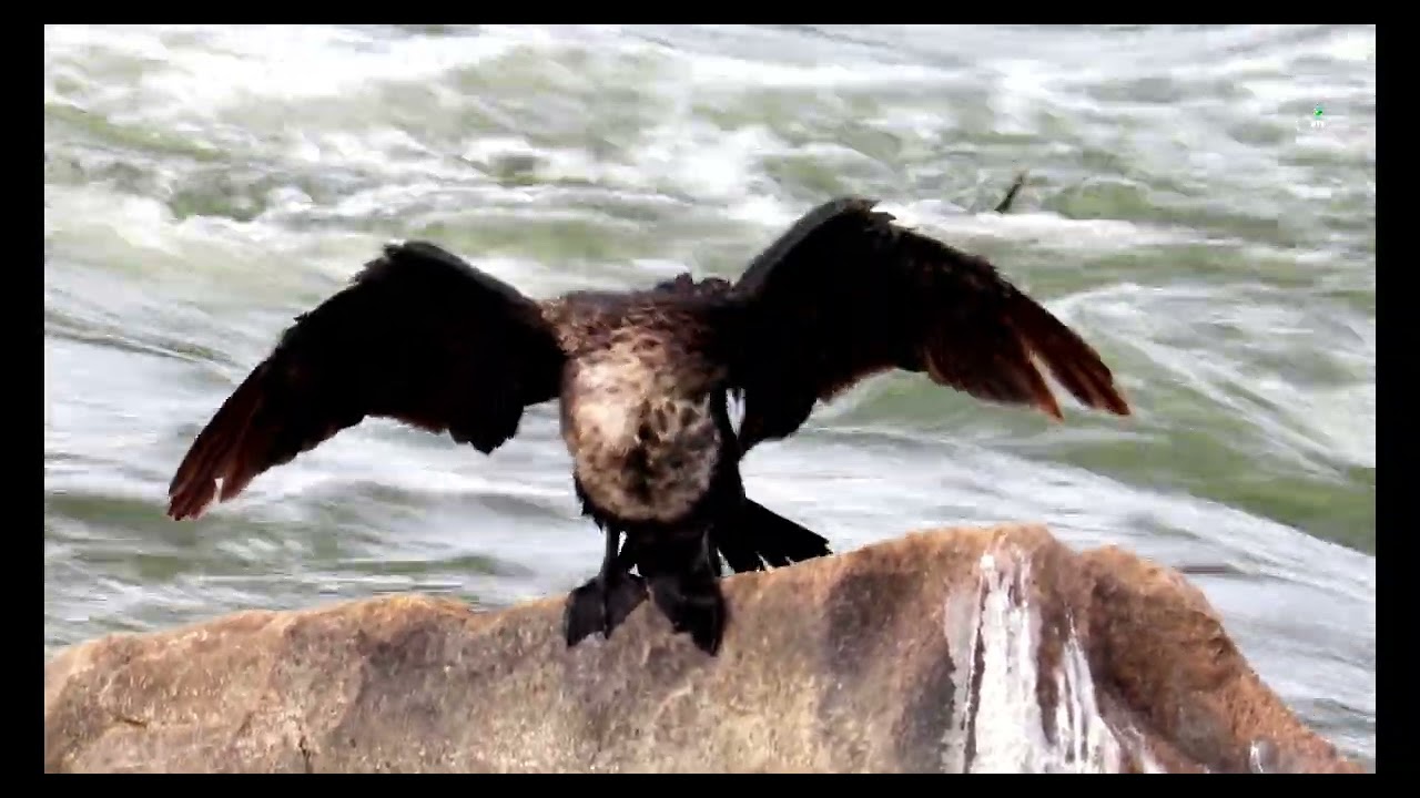 The Nature of Cormorant Birds. Watch in HD.