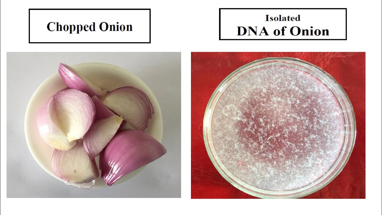 Isolation of DNA from Onion | DNA Extraction from Onion Practical | प्याज से उसका DNA कैसे निकालें