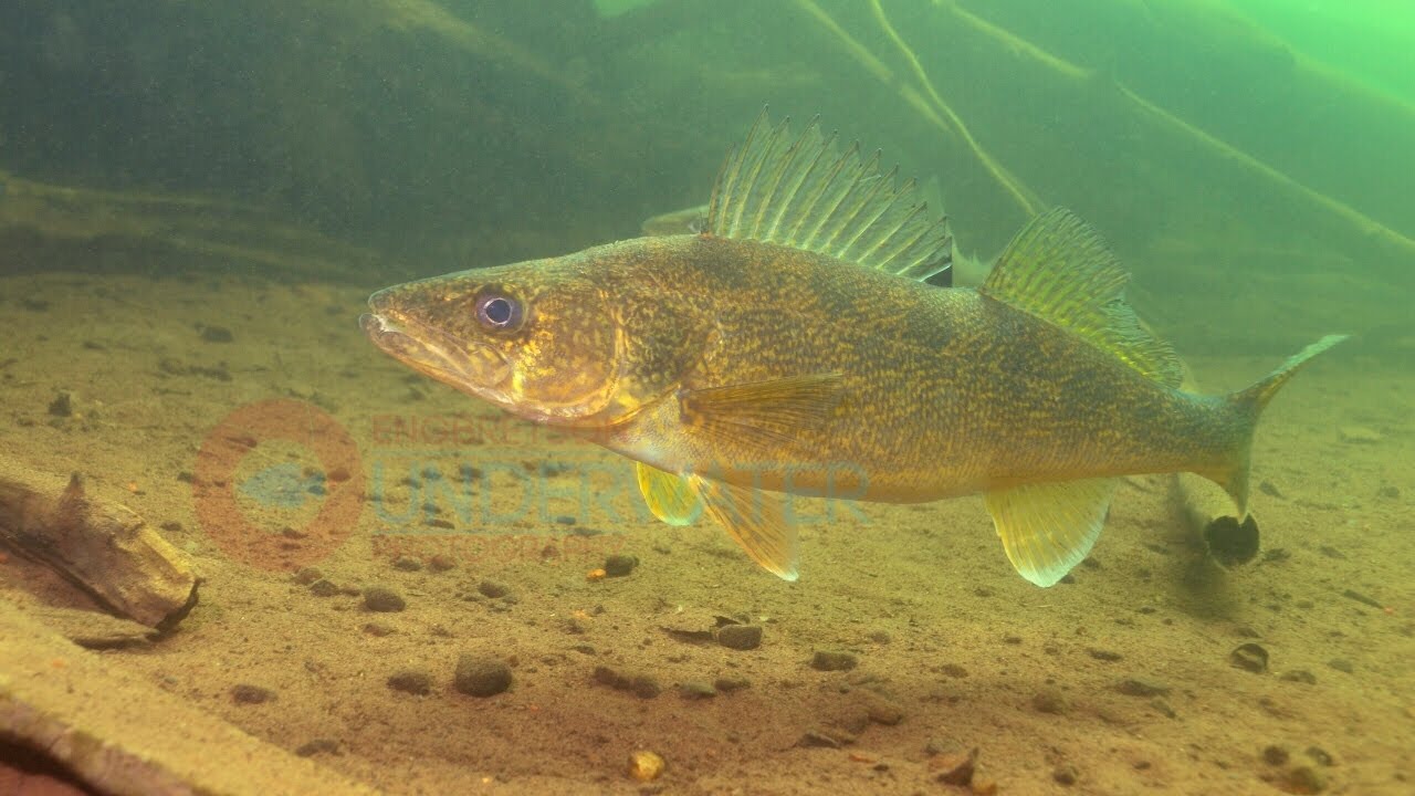 Walleye Underwater #2-Engbretson Underwater Photography