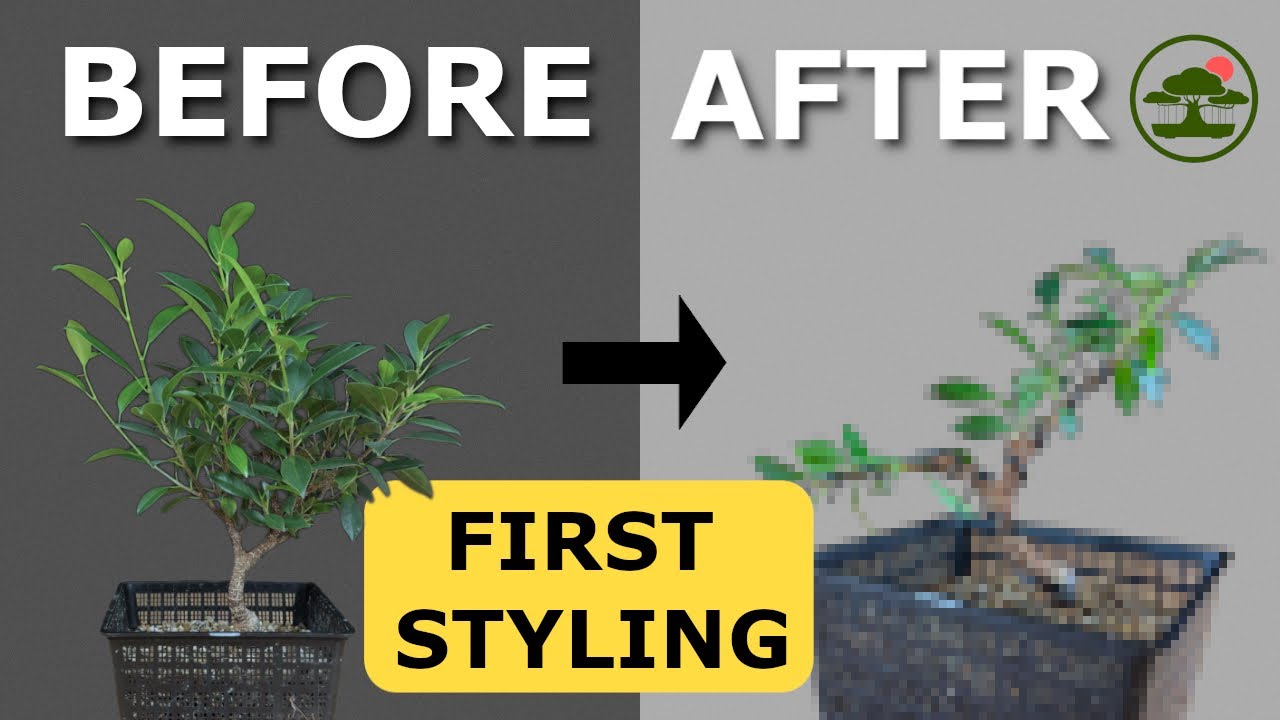 Ficus Bonsai Pruning Tutorial &mdash; First Styling (After 2 Years) | Ficus #1 Ep.1