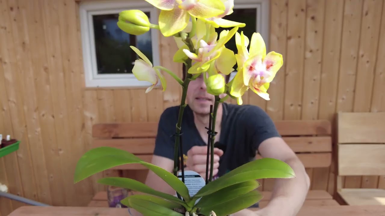 L'orchidea più straordinaria di sempre   Phalaenopsis Peloric Sunrise
