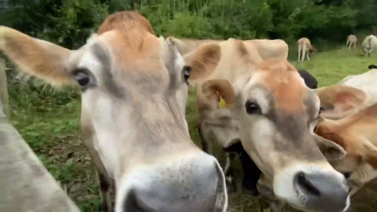 Patrick The Pony & the beautiful Cows 🐄 🐴