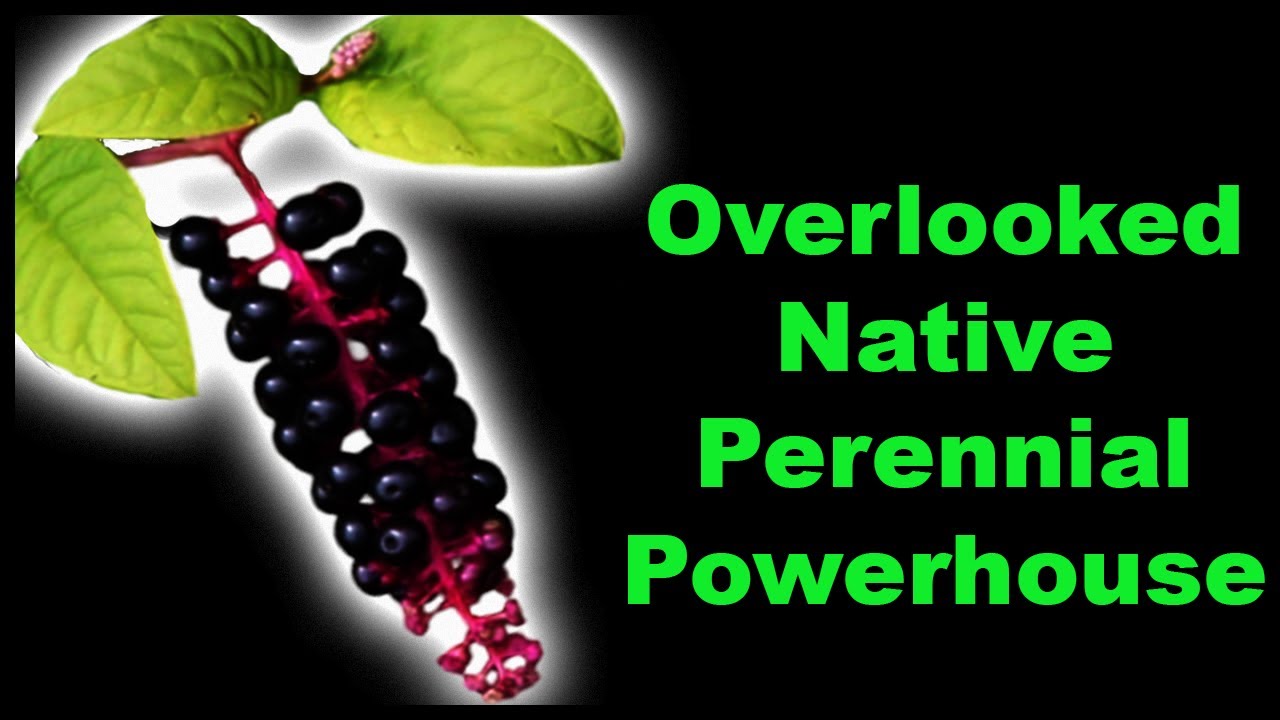 Pokeweed Facts That Will Amaze You!