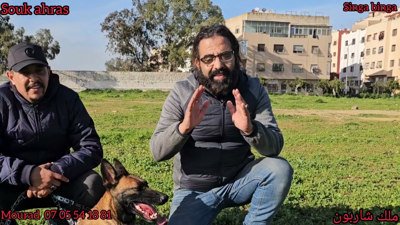 سوق القريعة بالدار البيضاء1/2/2026مباشر مع ملك مالنيوا شاربون واحسن انواع العمالقة الرعب ديال بصح  💯