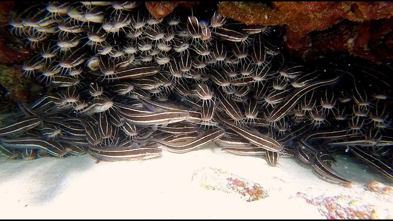 Snorkeling near Poste Lafayette, Mauritius