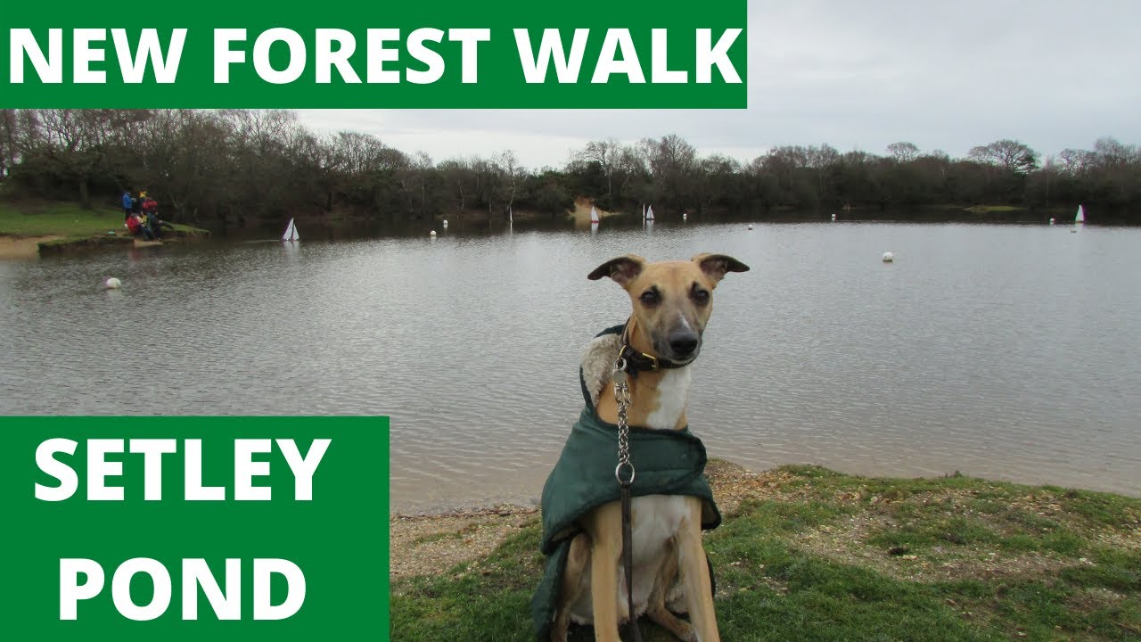NEW FOREST WALK AT SETLEY POND (NEW FOREST NATIONAL PARK)