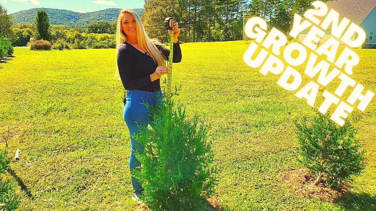Thuja Green Giant Arborvitae | Official 2nd Year Growth Update | Privacy Hedge