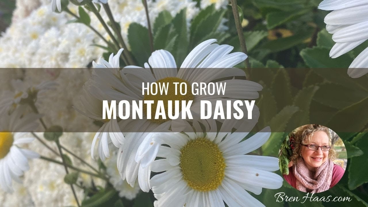 Цвет позднего сезона с Montauk Daisy
