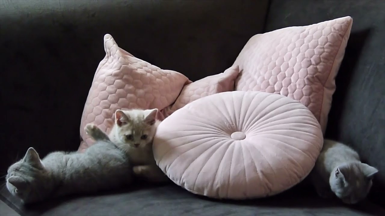 Kittens Jubelientje en Banksy 10 weken oud