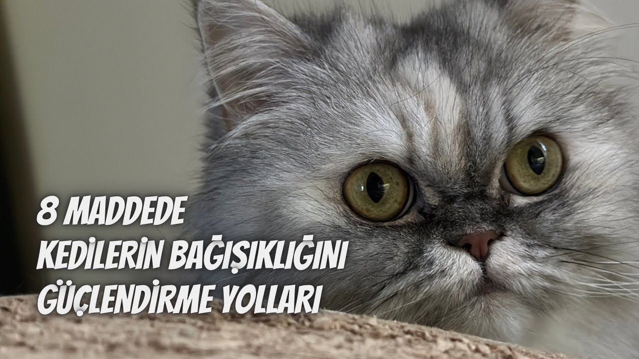 Kedilerin bağışıklık sistemini güçlendirme yolları