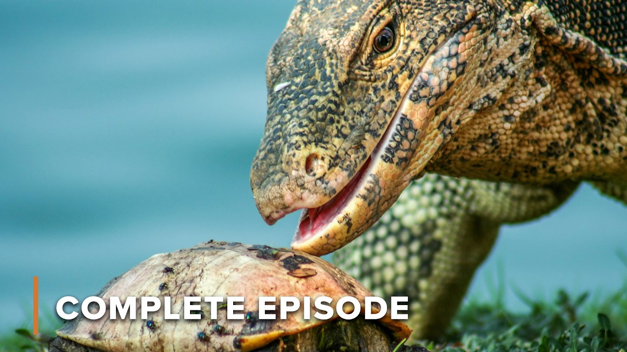 Fighting for Survival: Asia’s Most Intense Animal Conflicts | Battle of the Alphas 108