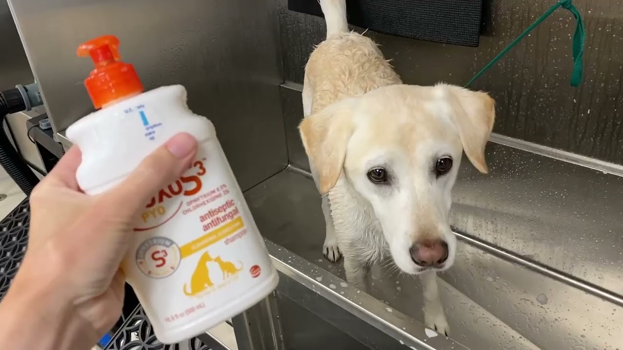 Douxo s3 pyo dog shampoo!