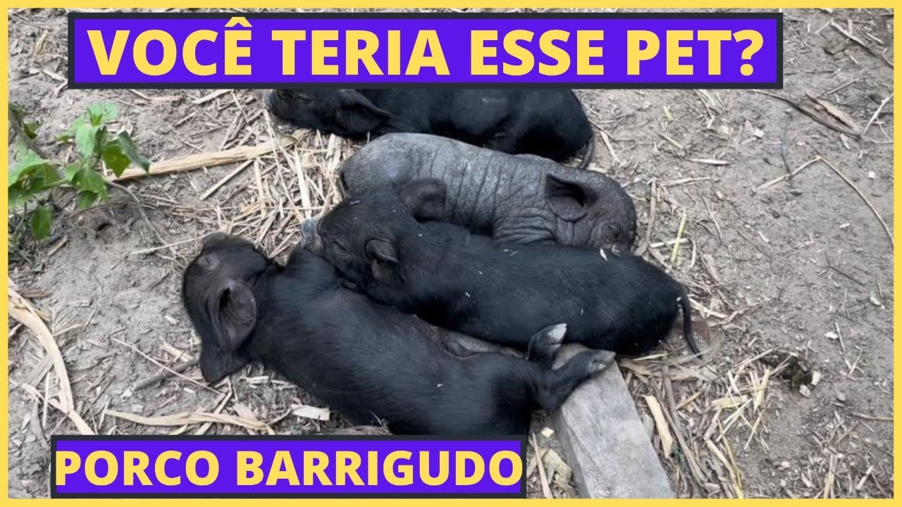 Conheça o o porco barrigudo, o famoso porco vietnamita.