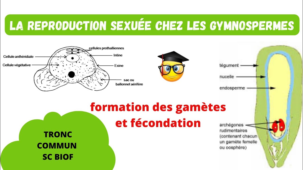 TCSC biof : la reproduction sexuée chez les gymnosperme 📌 formation des gamètes et fécondation