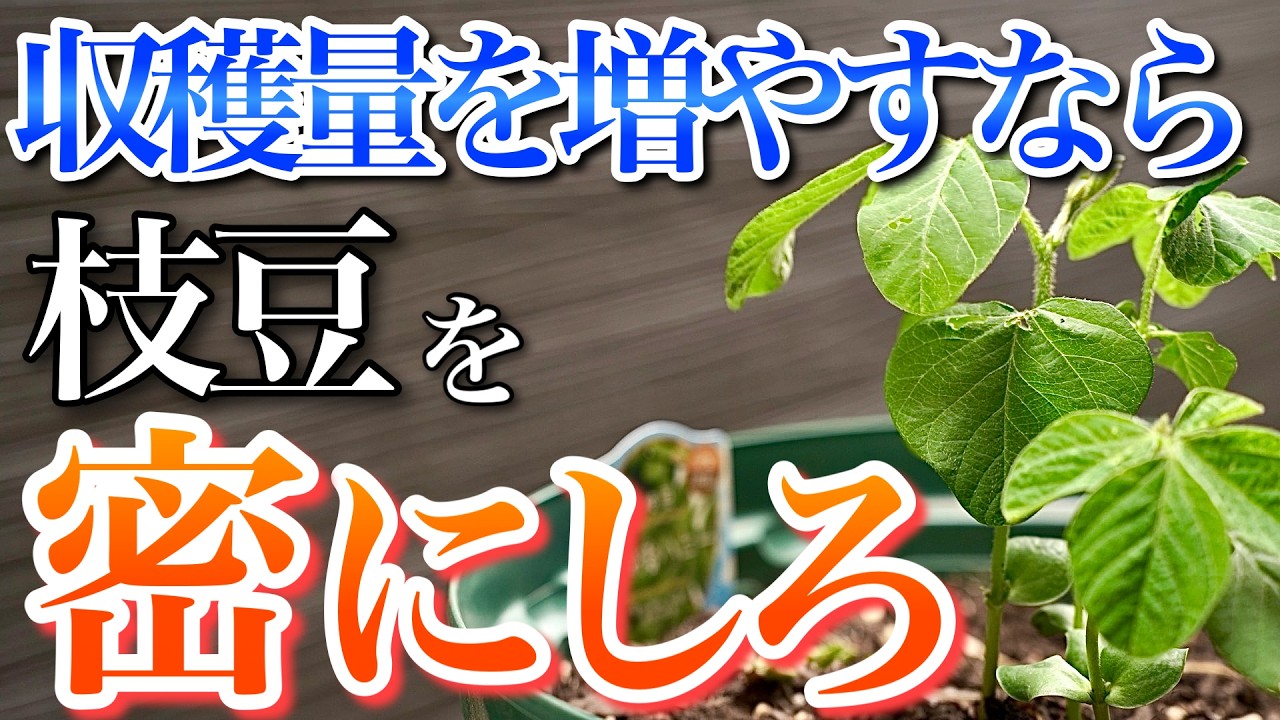 【枝豆】初心者でも簡単に収穫量が増える密植栽培の育て方を教えます