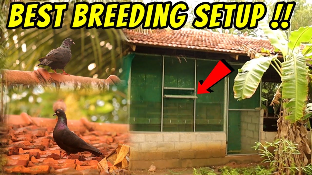 💥🕊️Which is Best BREEDING SETUP for Pigeons   | Cage Vs Open Vs Colony Breeding |