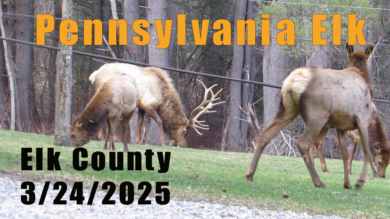 Pennsylvania Elk In Elk County ( 3/24/2025 )