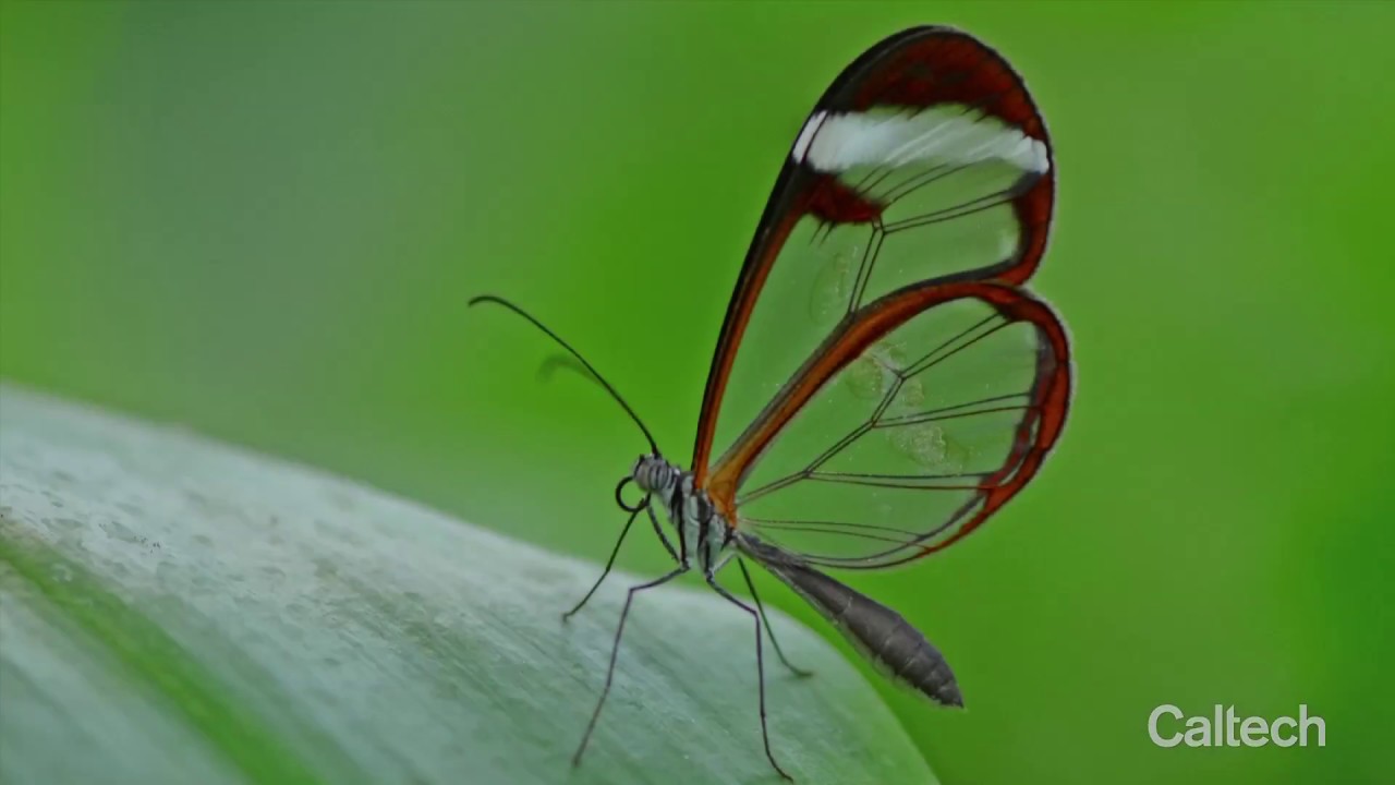 От бабочек до биофотонных имплантатов